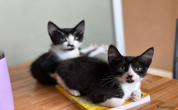 Mixed Breed cats - Advert 4