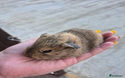 Guinea Pig rodents for sale: Cute sows for sale xx - Image 2