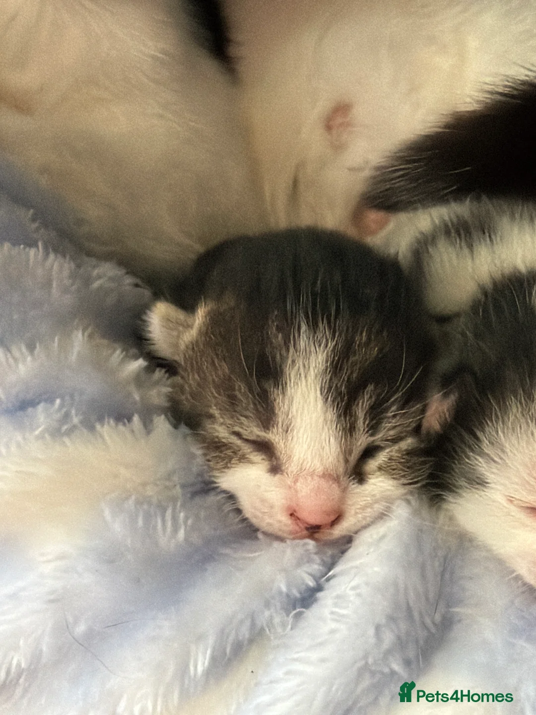 Domestic Shorthair cats for sale: 2 beautiful kittens need there forever homes in Stourbridge - Advert 3