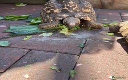 Tortoise reptiles for sale: Two leopards and 1 large Sulcata tortoise  - Image 2