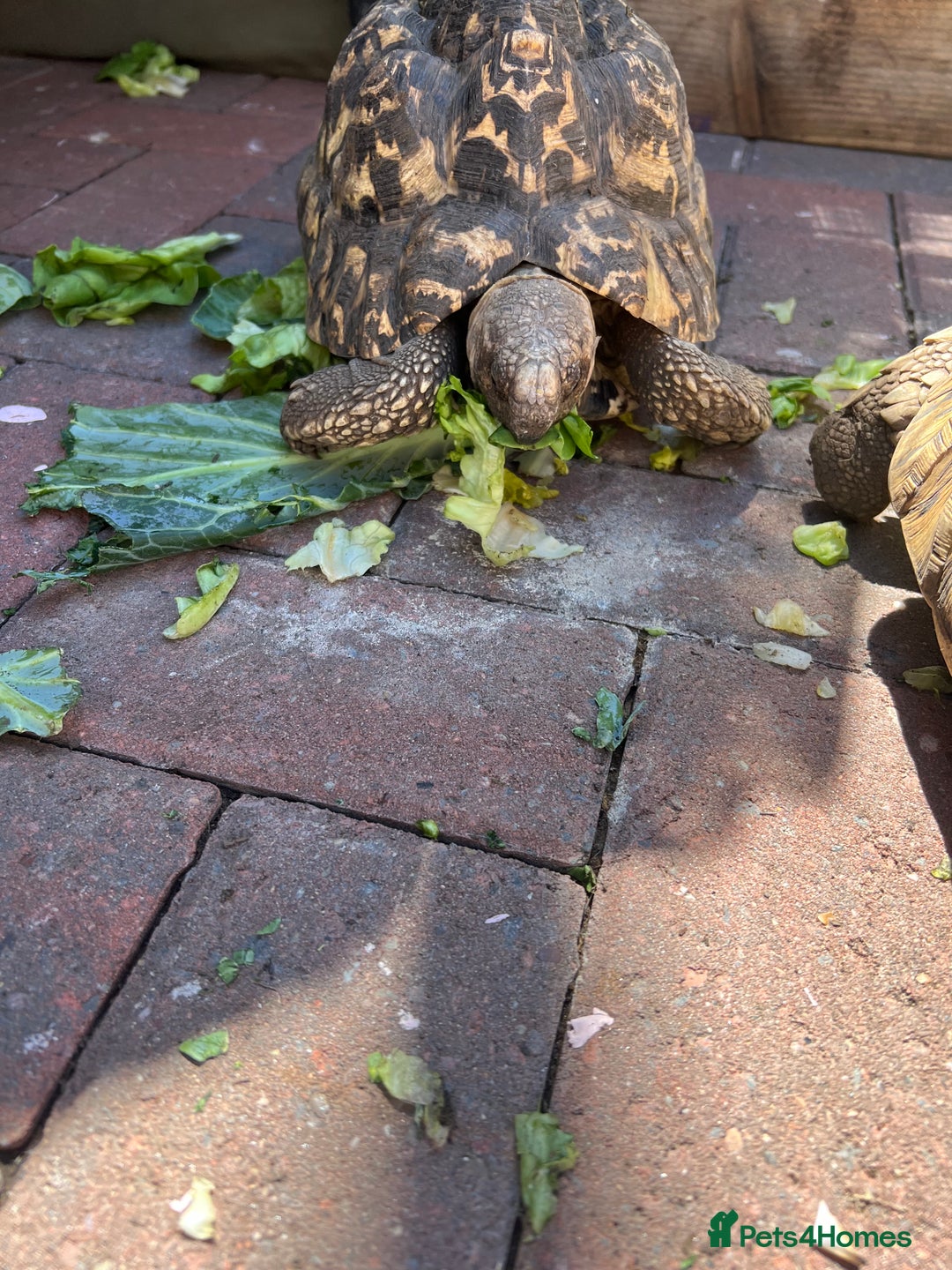 Tortoise reptiles for sale: Two leopards and 1 large Sulcata tortoise  - Image 2
