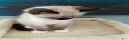 Ragdoll cats for sale: TICA registered Ragdoll Kittens Available  - Advert 7