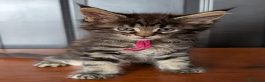 Maine Coon 1 (red collar)
