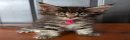 Maine Coon cats for sale: Pure Blood Maine Coons  - Advert 2