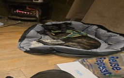 Cane Corso dogs for sale: Cane corso (brindle) female 7 month old - Image 1