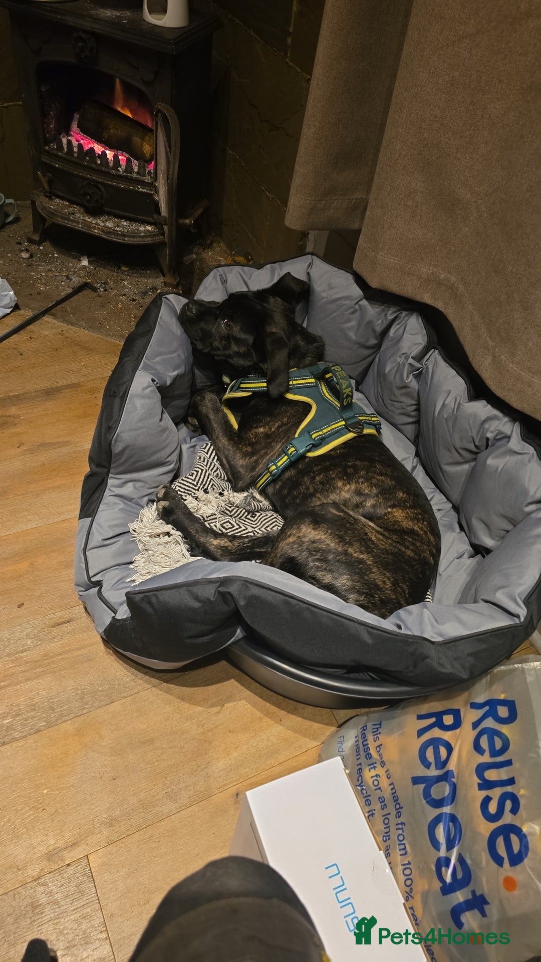 Cane Corso dogs for sale: Cane corso (brindle) female 7 month old - Image 1