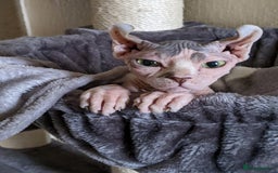 Sphynx cats for sale: Elf Sphinx  - Image 1