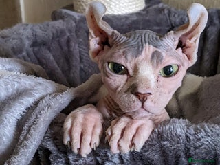 Sphynx cats - Advert 36