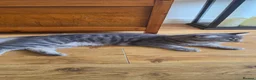 Maine Coon cats for sale: Maincoon kittens two female 2 male  in Bridgend - Advert 3