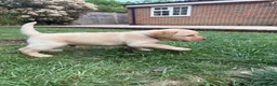 Labrador Retriever dogs for sale: Gorgeous Yellow Labrador Retriever, KC Reg HC - Advert 7