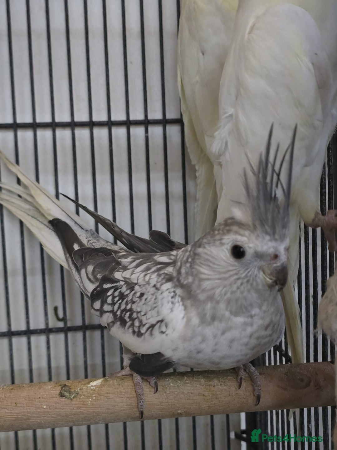 Cockatiels birds for sale: Young avairy Bred cockatiels  - Advert 7