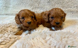 Cavapoo dogs for sale: F1 CAVAPOO BABIES 5🌟LICENSED BREEDER  - Image 1
