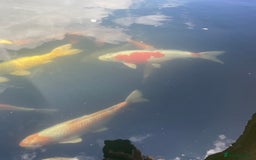 Koi Carp fish for sale: Koi Carp for sale - Image 2