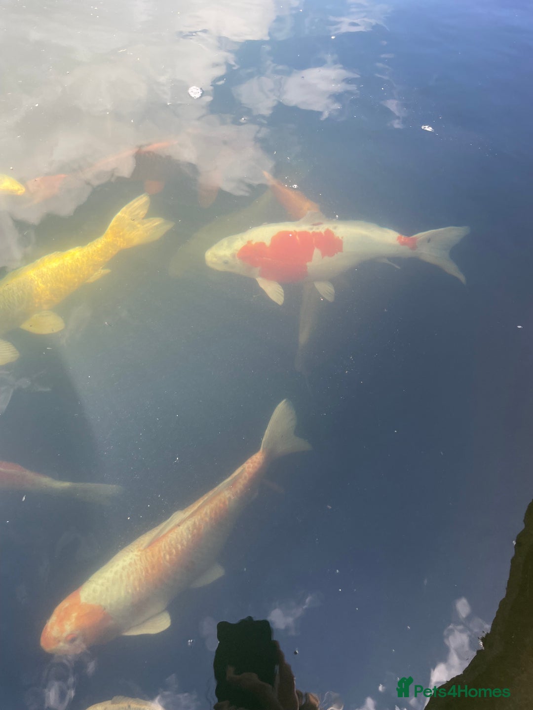 Koi Carp fish for sale: Koi Carp for sale - Image 2