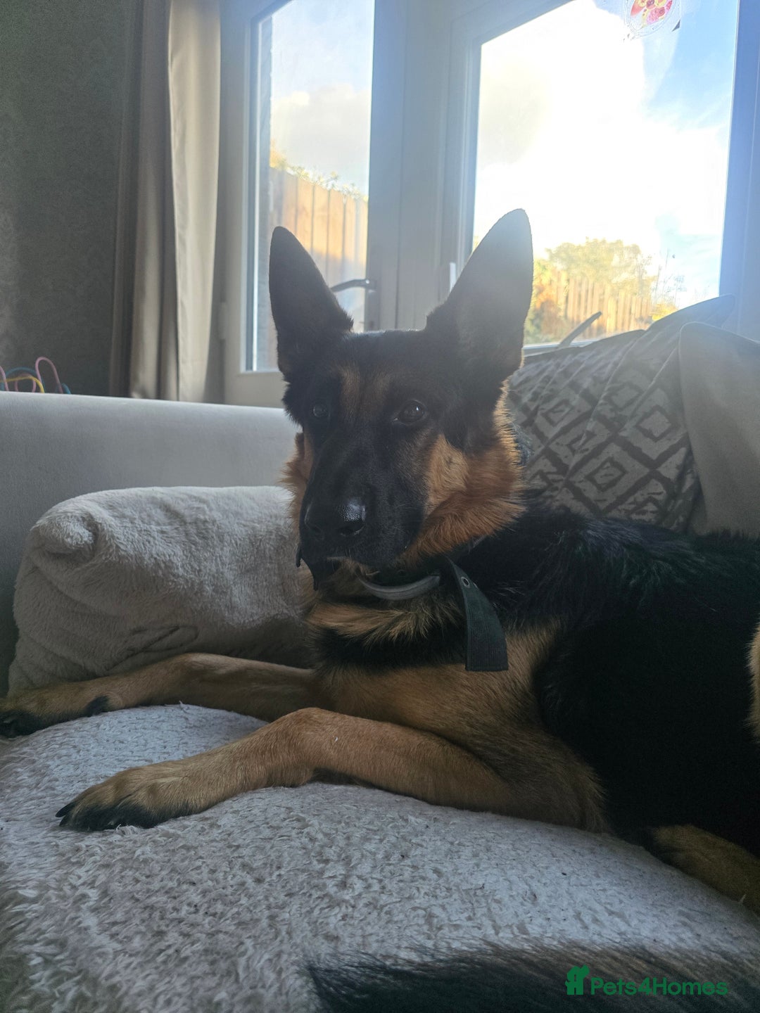German Shepherd dogs for stud: 📣 STUD AVAILABLE – GERMAN SHEPHERD 📣 - Advert 1