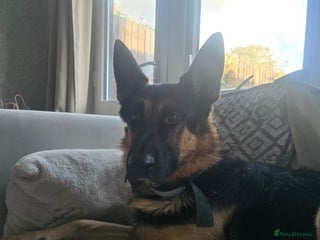 German Shepherd dogs 📣 STUD AVAILABLE – GERMAN SHEPHERD 📣 - Advert 8