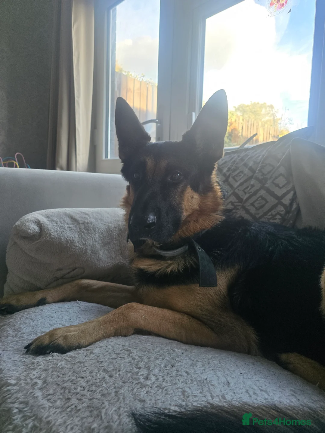 German Shepherd dogs for stud: 📣 PROVEN STUD AVAILABLE – GERMAN SHEPHERD  - Advert 2