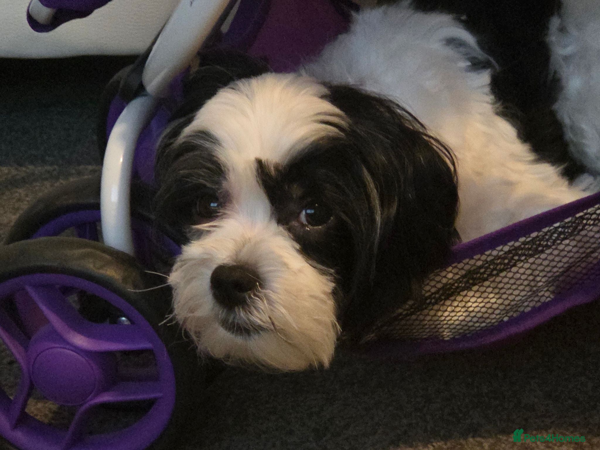 Maltese dogs 4 beautiful Maltese pups for sale. - Advert 4