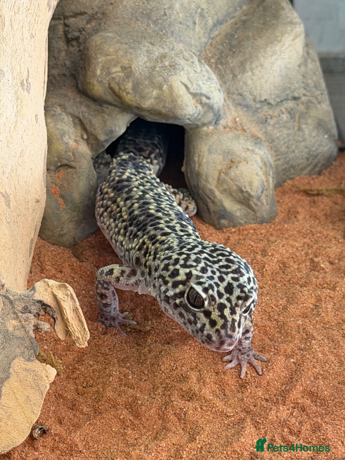 Leopard Gecko reptiles Mack Snow Leopard Gecko - Advert 1