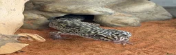 Leopard Gecko reptiles for sale: Mack Snow Leopard Gecko - Advert 1