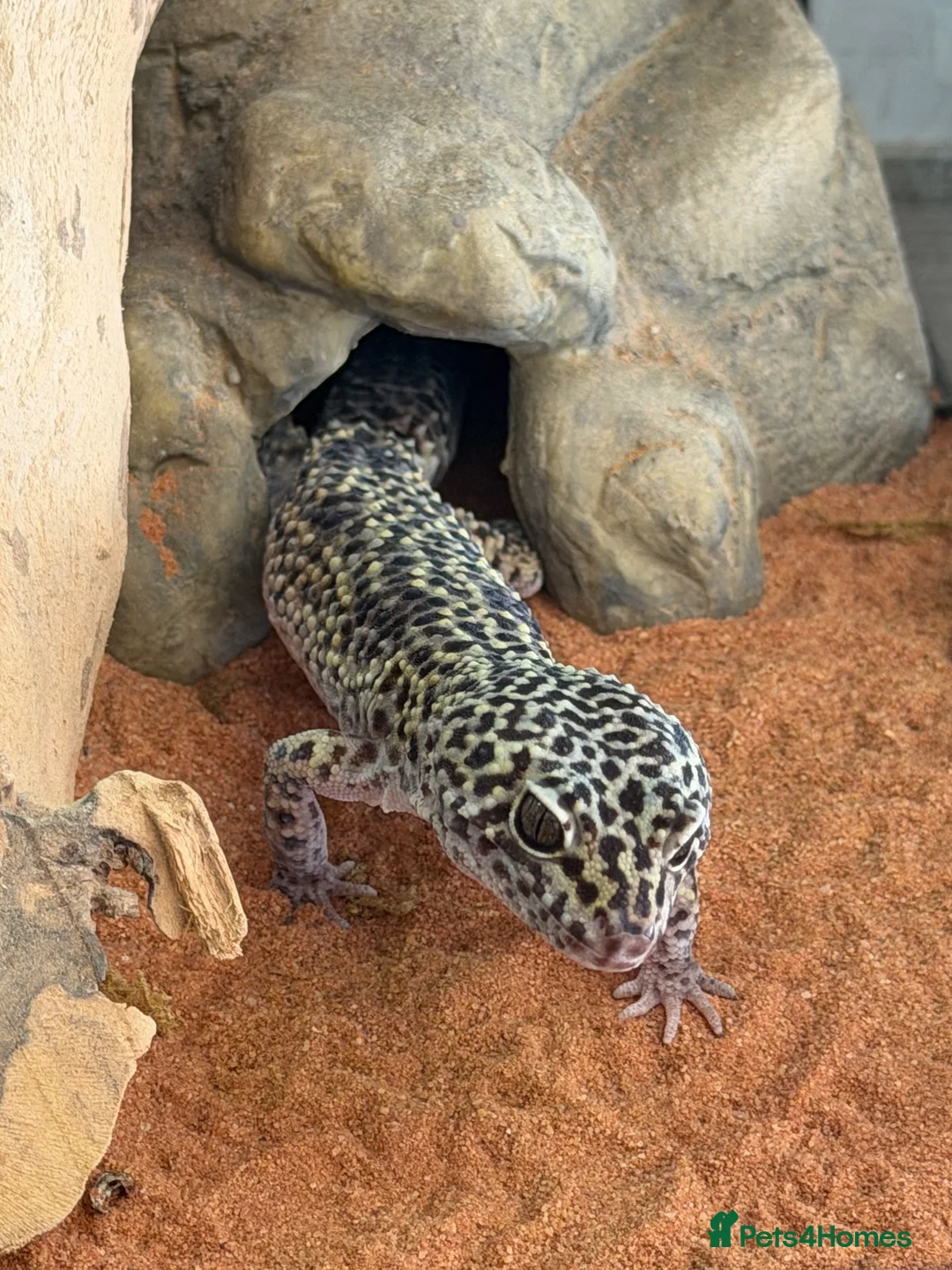 Leopard Gecko reptiles for sale: Mack Snow Leopard Gecko - Advert 1