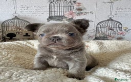 French Bulldog dogs for sale: French bulldog puppies health clear last boy in Hastings - Image 7