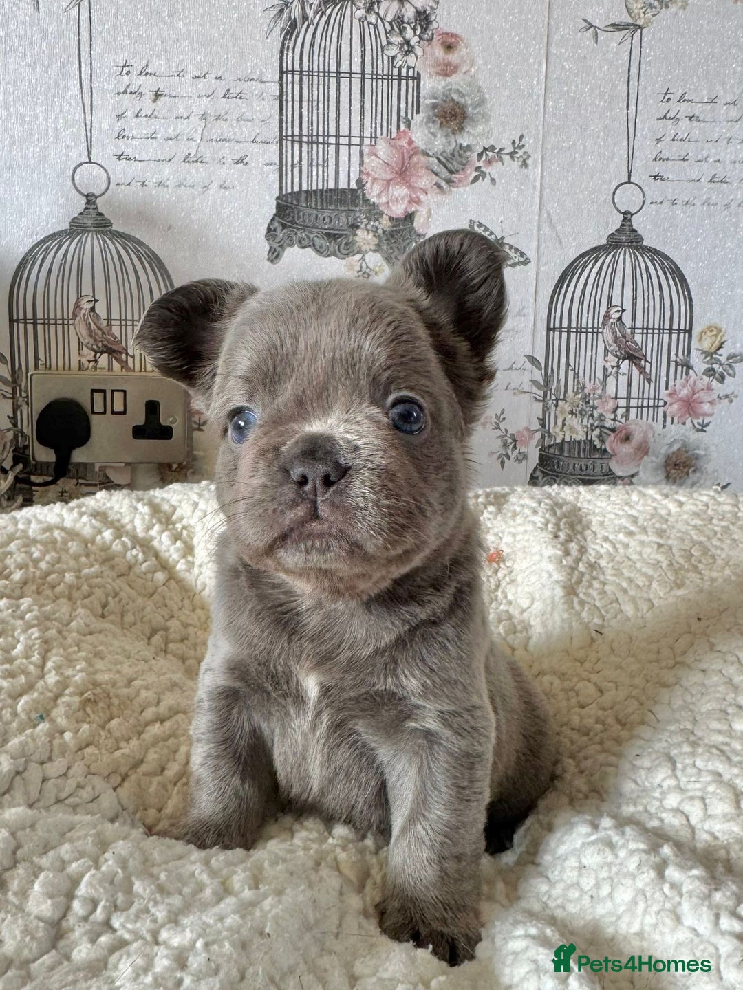 French Bulldog dogs for sale: French bulldog puppies health clear last boy in Hastings - Image 7