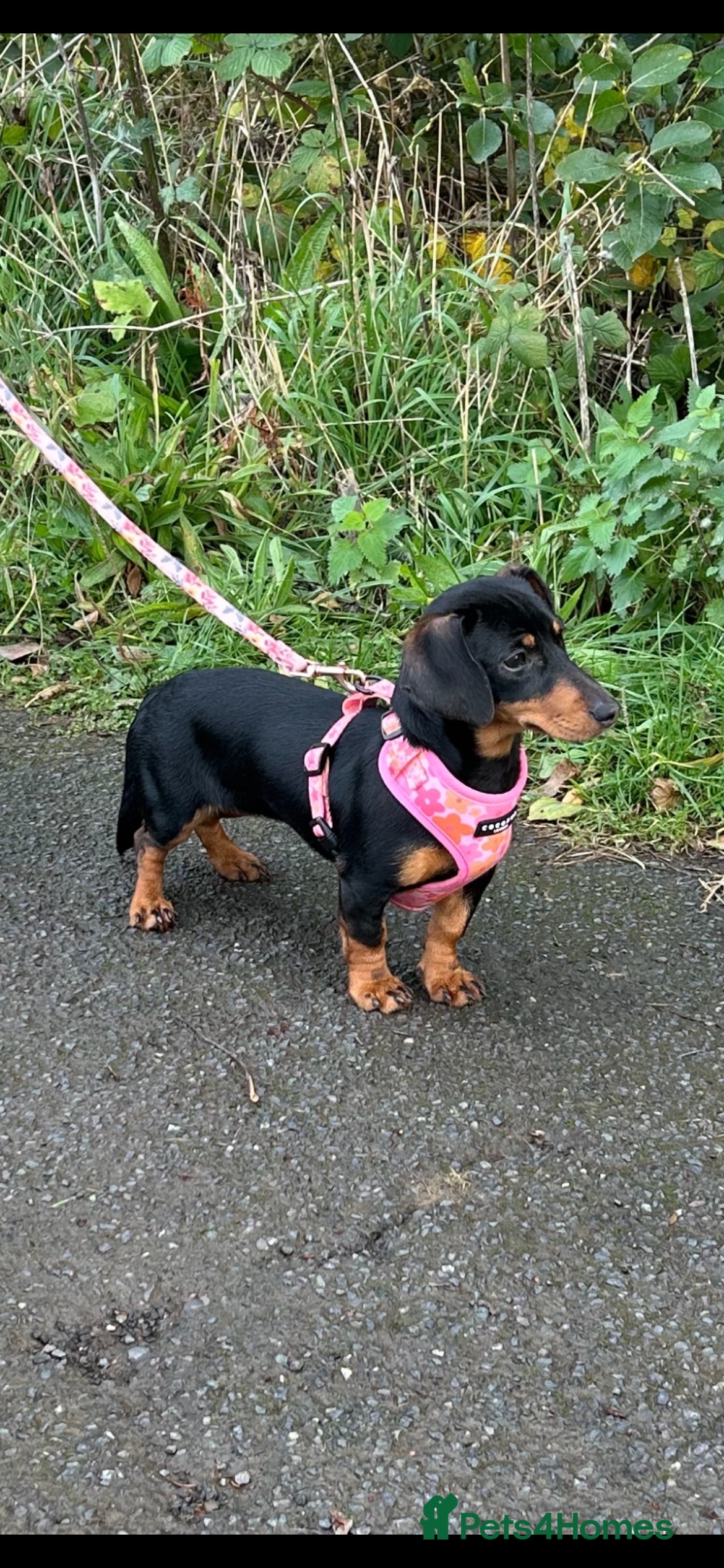 Miniature Dachshund dogs 7 month old dachshund bitch - Advert 1