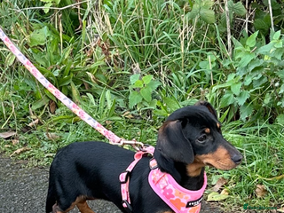 Miniature Dachshund dogs 7 month old dachshund bitch - Advert 1