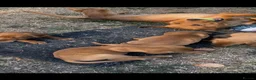 Labrador Retriever dogs for sale: Beautiful fox red labradrs - Advert 7