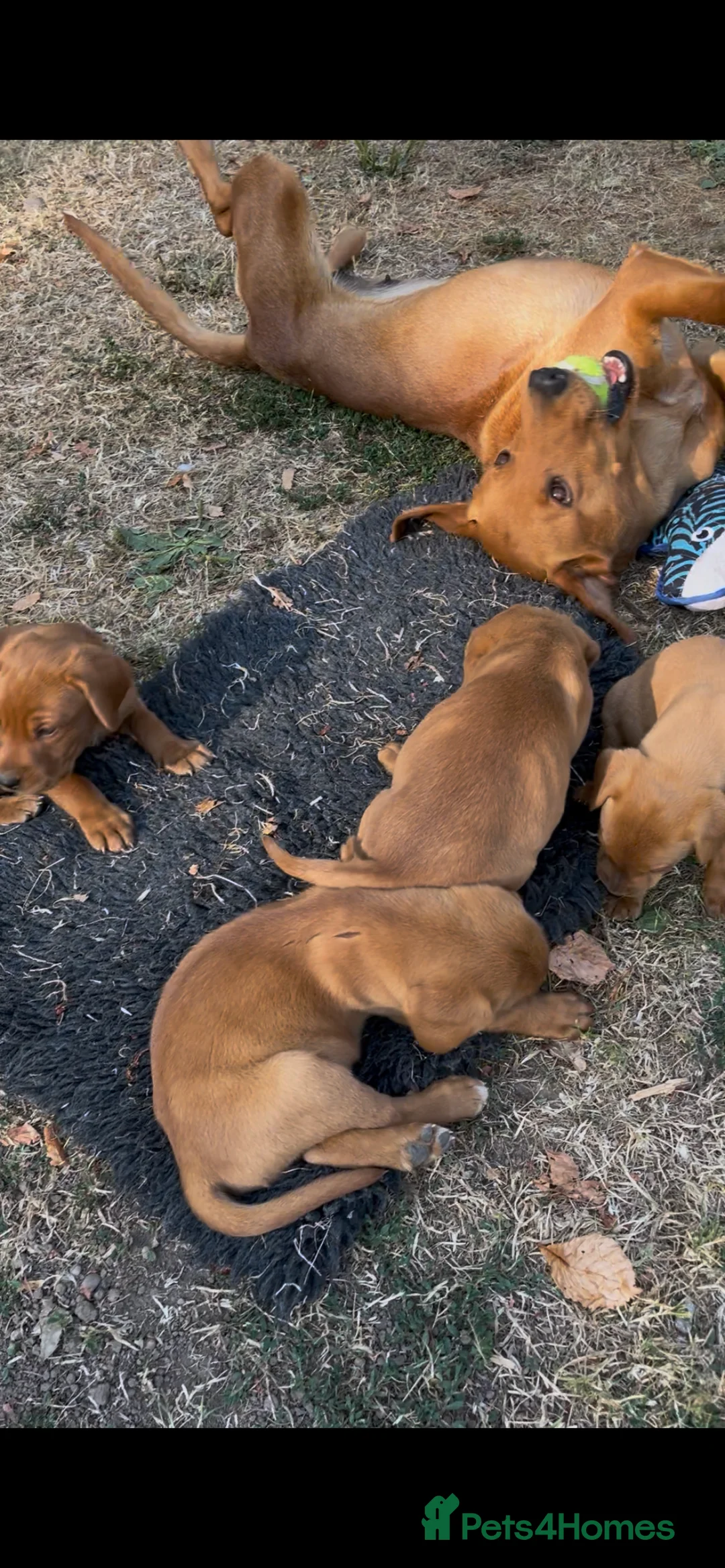 Labrador Retriever dogs for sale: Beautiful fox red labradrs - Advert 7