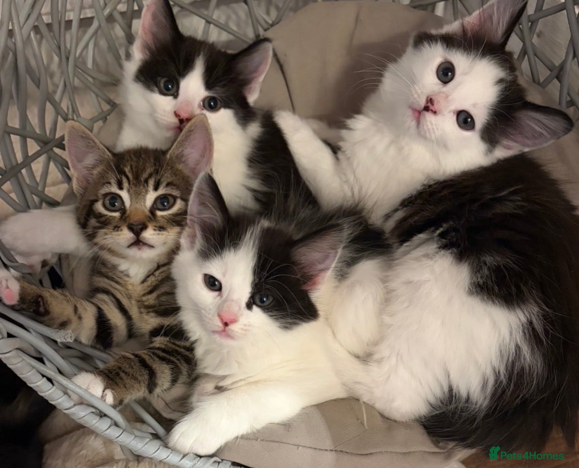 Mixed Breed cats Fluffy gorgeous Maine Coon X kittens  - Advert 5