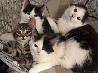 Mixed Breed cats Fluffy gorgeous Maine Coon X kittens - Advert 5