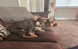 French Bulldog dogs for sale: Blue and tan French bulldog - Image 2