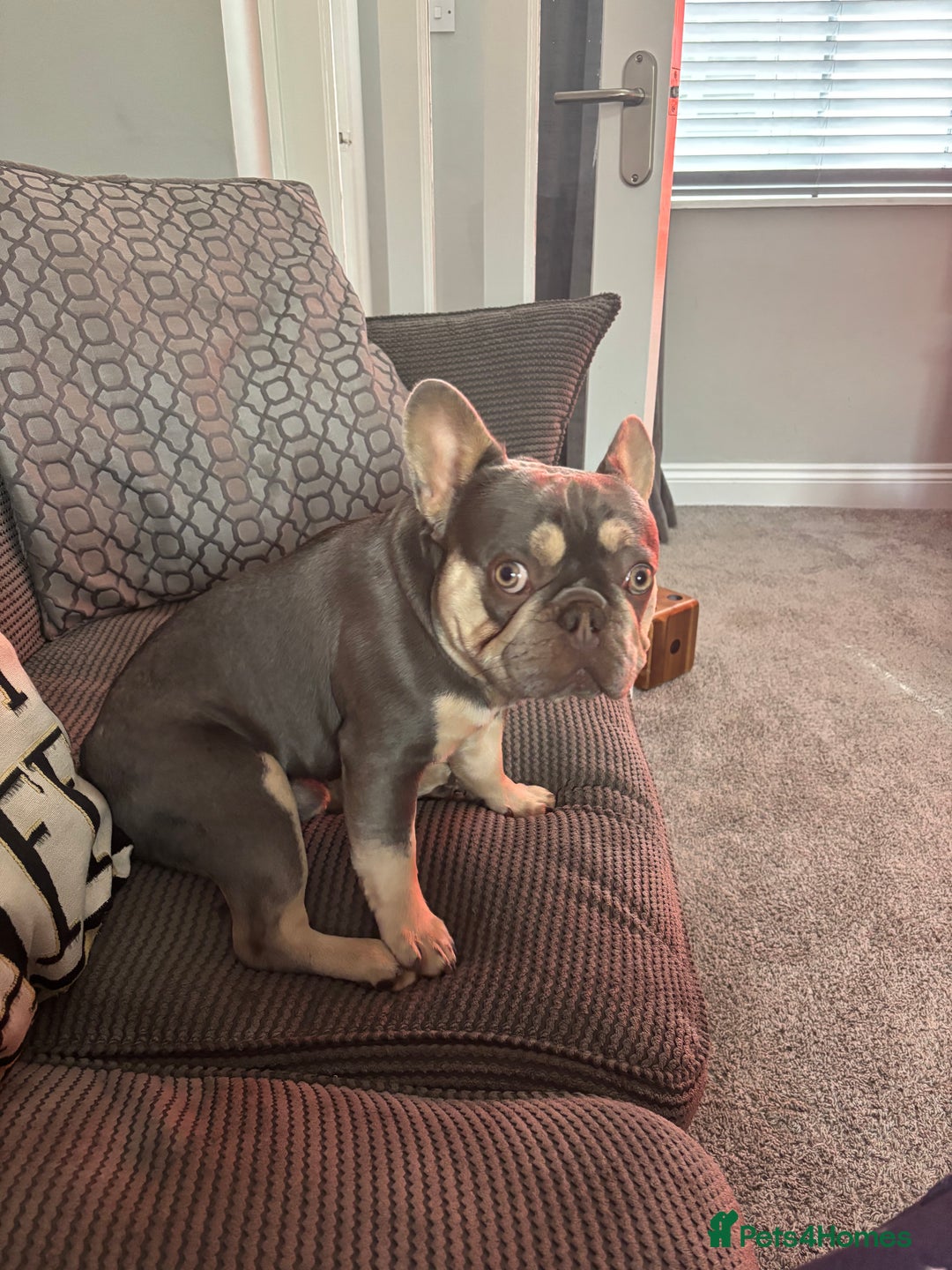 French Bulldog dogs for sale: Blue and tan French bulldog - Image 2