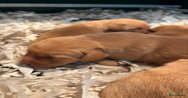 Labrador Retriever dogs - Advert 1