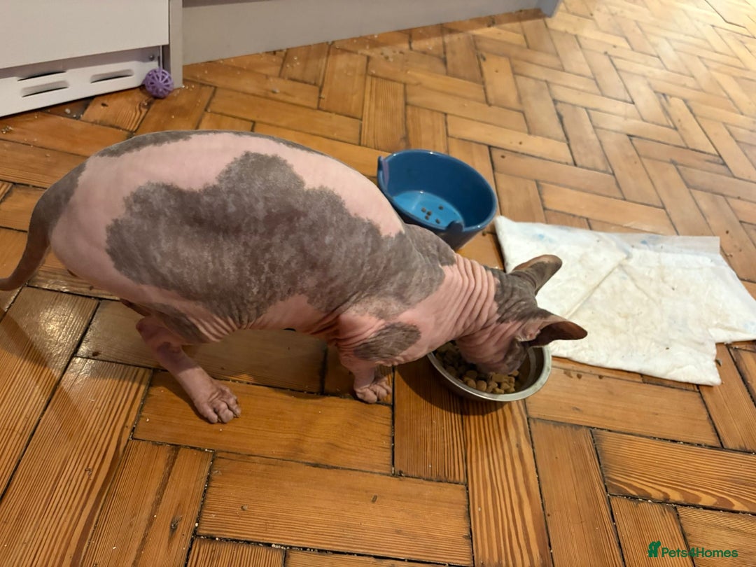 Sphynx cats for sale: Beautiful boy looking for forever home  - Advert 2