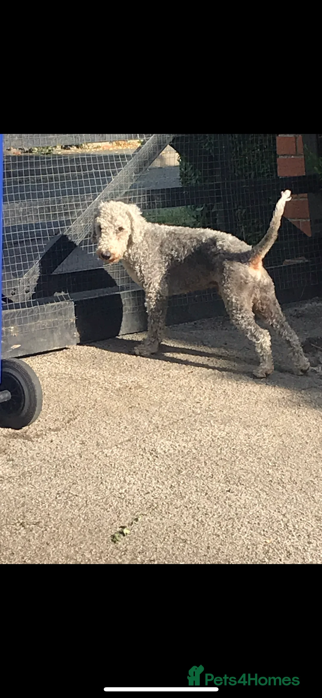 Bedlington Terrier dogs for stud: Bedlington terrier for std in Barnsley - Advert 14