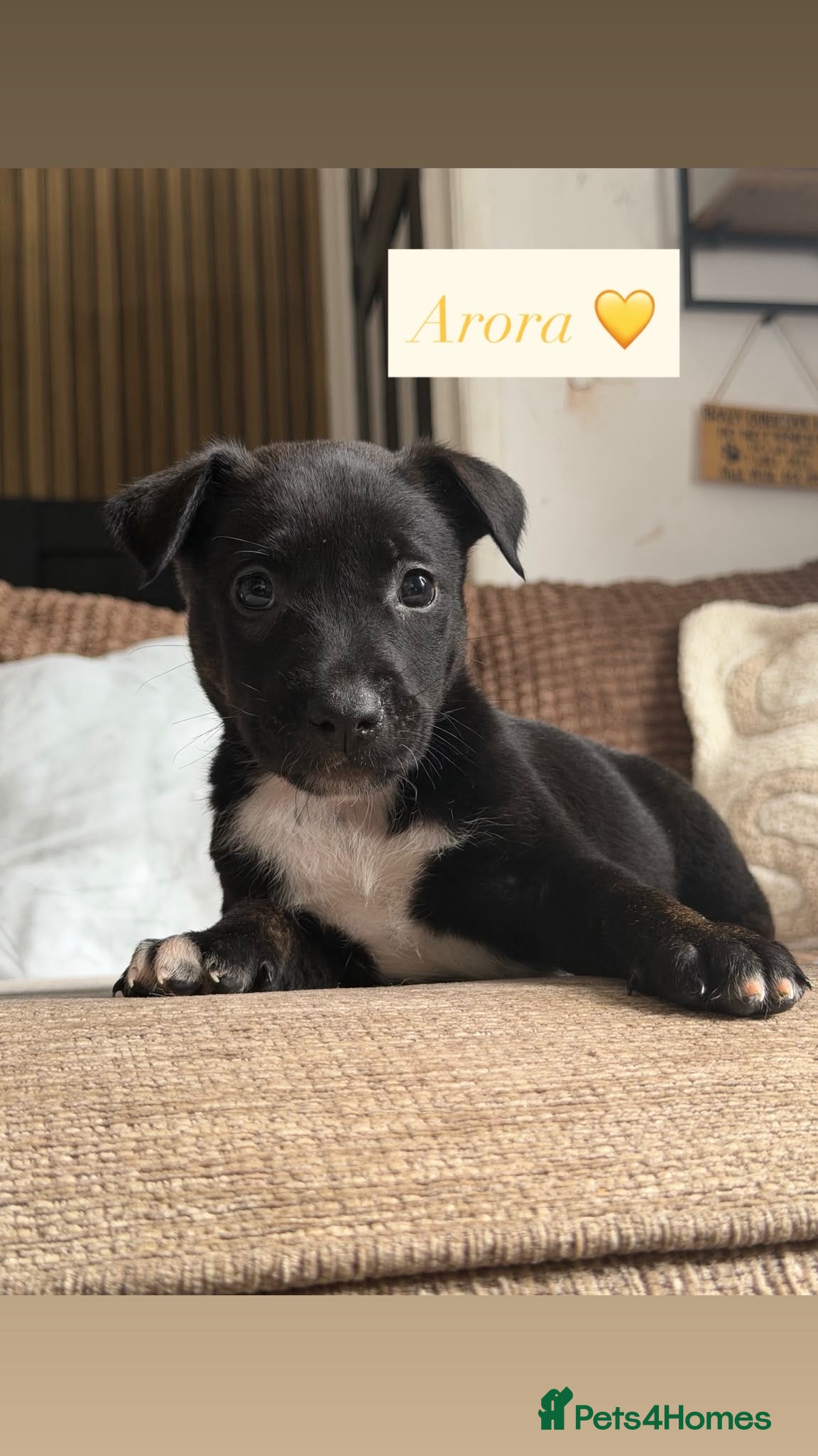 Mixed Breed dogs Gorgeous puppy’s looking for there forever home - Advert 21