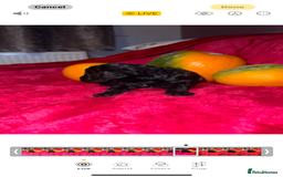 Cavapoo dogs for sale: 🐶 Beautiful Cavapoo Puppies -Ready Soon!!! - Image 8