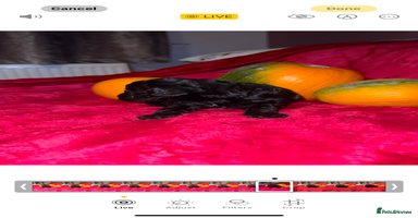 Cavapoo dogs - Advert 8