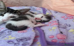 Mixed Breed cats for sale: Kittens for rehoming  - Advert 1