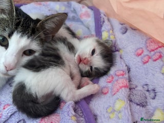 Mixed Breed cats for sale: Kittens for rehoming - Advert 1