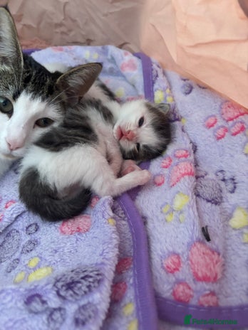 Mixed Breed cats Kittens for rehoming - Advert 2