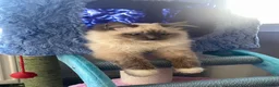 Ragdoll cats for sale: Beautiful Ragdoll  - Advert 3