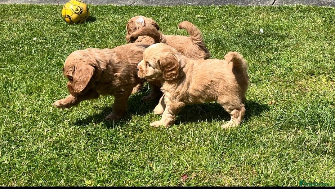 Cockapoo dogs for sale: READY NOW !! ONLY 3 COCKERPOO PUPPIES LEFT !!! in Alfreton - Image 26