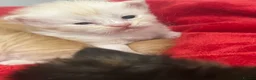 Maine Coon cats for sale: Maine coon  - Advert 9