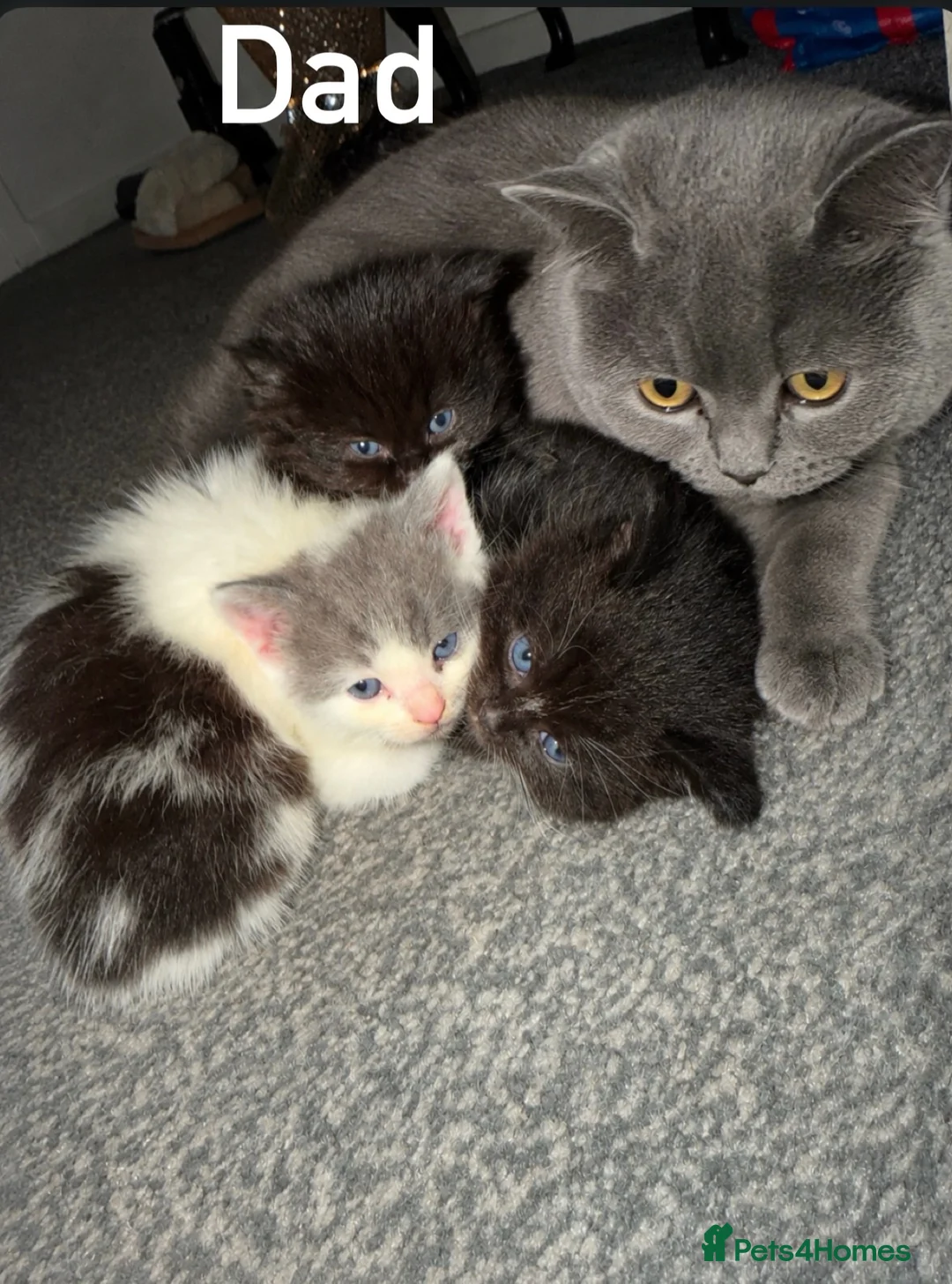 British Shorthair cats for sale: British short hair kittens in Batley - Advert 9