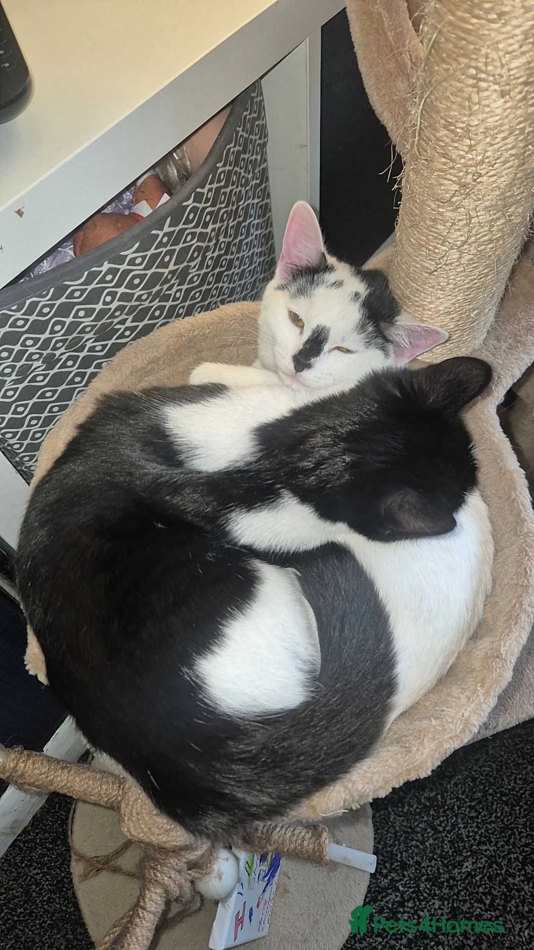 Mixed Breed cats for sale: Two female kittens 7 months old  - Advert 2