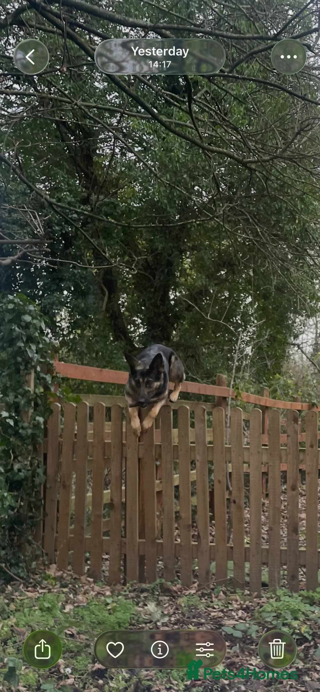 German Shepherd dogs for sale: For sale  - Advert 8